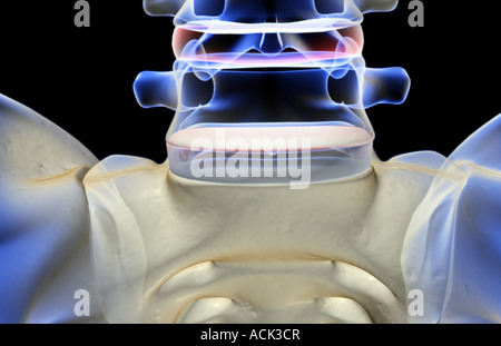The bones of the vertebral column Stock Photo
