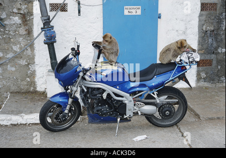 Barbary apes playing on motorcycle Macaca sylvanus Gibraltar Spain Stock Photo