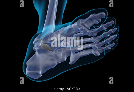 The bones of the foot Stock Photo