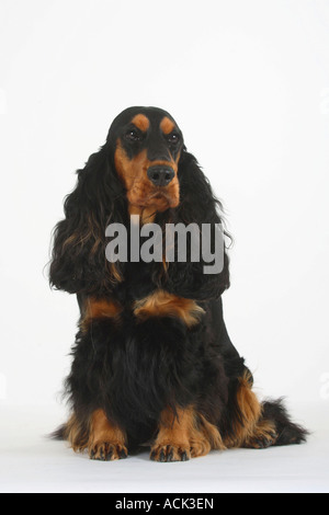 English Cocker Spaniel black and tan Stock Photo