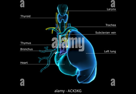 The heart and the respiratory system Stock Photo