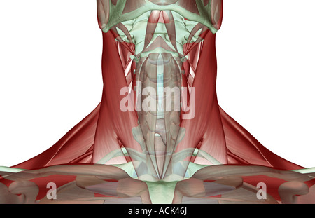 The musculoskeleton of the neck Stock Photo