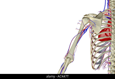 The blood supply of the shoulder and upper arm Stock Photo - Alamy