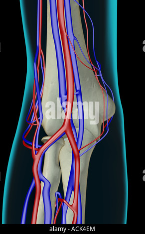 The blood supply of the elbow Stock Photo, Royalty Free Image: 13220107 ...