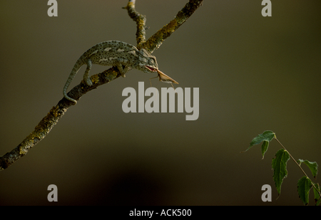 European chameleon predating mantis Sequence 3 3 Chamaeleo chamaeleon Spain Stock Photo