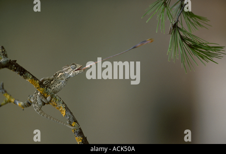 European chameleon predating grasshopper Sequence 2 2 Chamaeleo chamaeleon Spain Stock Photo