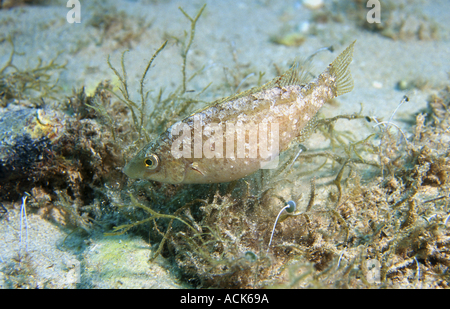 Grey wrasse Symphodus cinereus male builds nest in sand. Female lays eggs in nest for male to fertilise and care for. Stock Photo