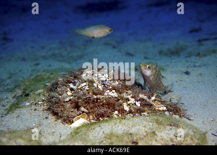 Grey wrasse Symphodus cinereus male builds nest in sand. Female lays eggs in nest for male to fertilise and care for. Stock Photo