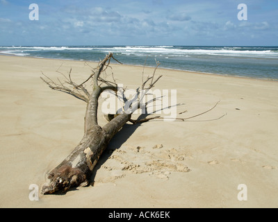 Atlantic Ocean stranded tree on the beach Stock Photo