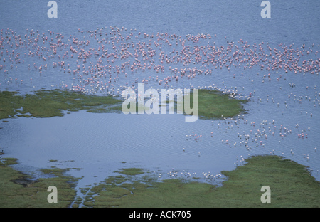 Aerial view of flamingos on Lake Nakuru Lake Nakuru NP Kenya Stock Photo