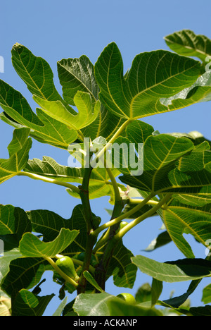 Latin, Ficus carica. Common, Common Fig Tree, Brown Turkey Fig Stock Photo