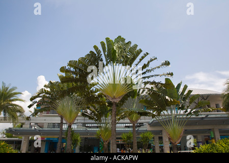 Image Traveller's tree (Ravenala madagascariensis), Fort Canning Park,  Singapore - 434261 - Images of Plants and Gardens - botanikfoto