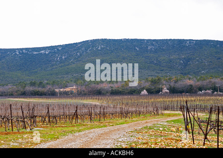 View over the vineyard at Domaine de Triennes Cordon Royat training Domaine de Triennes Nans-les-Pins Var Cote d’Azur France Stock Photo