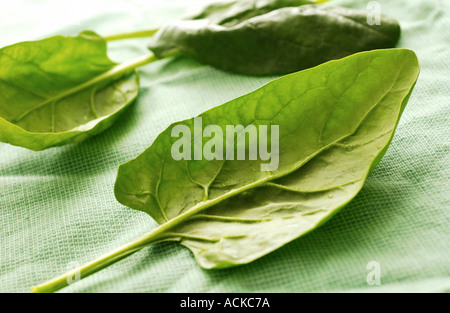 spinach leaves Stock Photo