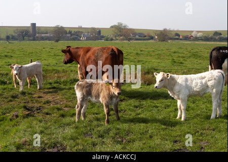 Beef Cattle Stock Photo