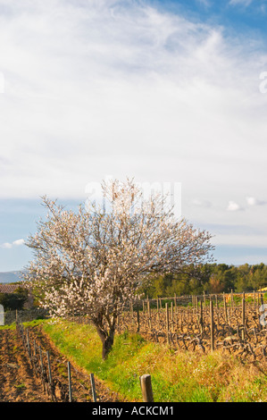 View over the vineyard in spring, vines in Cordon Royat training with an almond tree in bloom blossom Domaine de la Tour du Bon Stock Photo