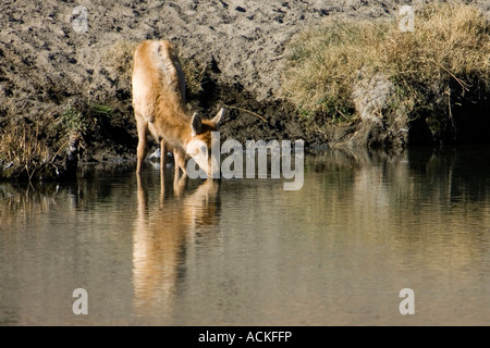 Tule Elk calf, Owens Valley California Stock Photo