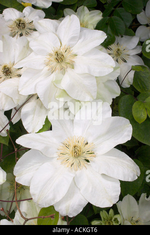 Clematis white with cream stems flower leaves petals creeper hybrid John Huxtable variety Marie Boisserlot Jackmanii Alba montan Stock Photo