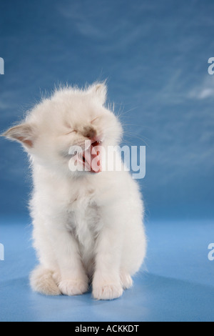 Sacred cat of Burma - kitten - sitting Stock Photo