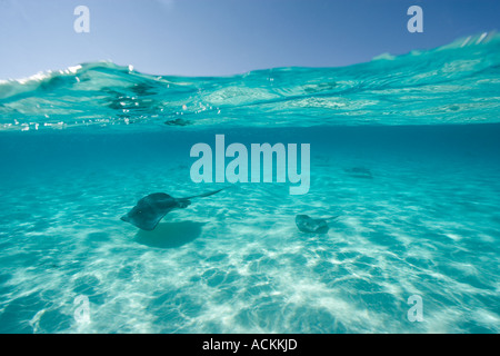 Under over photo of stingrays underwater at Sandbar site in North Sound Grand Cayman Cayman Islands Stock Photo