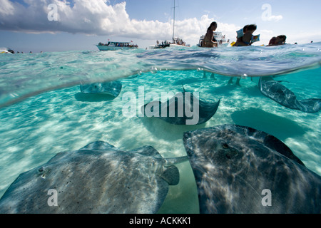 Under over photo of stingrays and tourists underwater at Sandbar site in North Sound Grand Cayman Cayman Islands Stock Photo