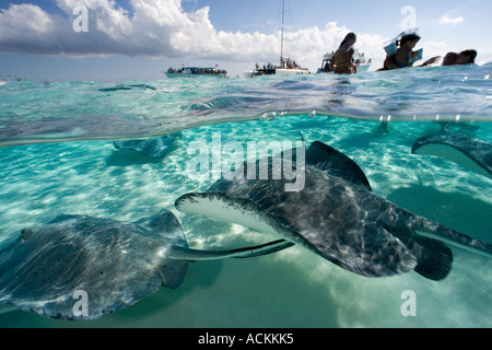 Under over photo of stingrays and tourists underwater at Sandbar site in North Sound Grand Cayman Cayman Islands Stock Photo