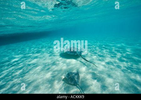 Under over photo of stingrays underwater at Sandbar site in North Sound Grand Cayman Cayman Islands Stock Photo