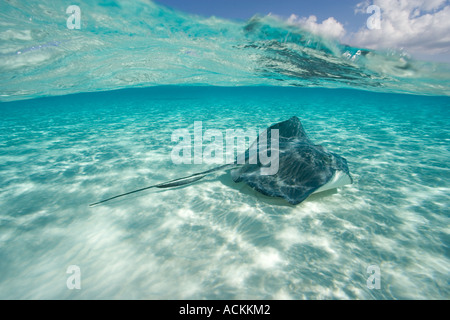 Under over photo of stingrays underwater at Sandbar site in North Sound Grand Cayman Cayman Islands Stock Photo