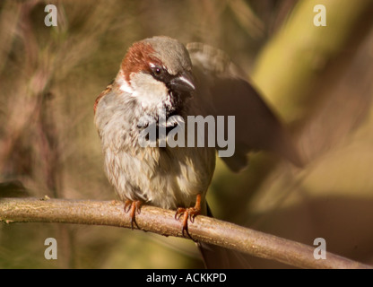 Tree Sparrow Passer montanus bird sitting on branch of tree Stock Photo