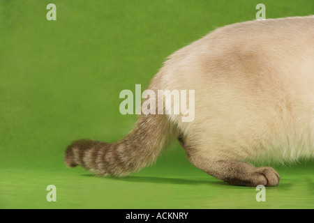 British Shorthair cat (tabby point) - tail Stock Photo