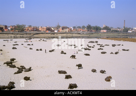 Water buffalo resting and chewing the cud on the sand banks of the Yamuna River Agra Uttar Pradesh India Stock Photo