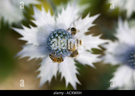 Honey Bees on an Eryngium / Sea holly plant Stock Photo