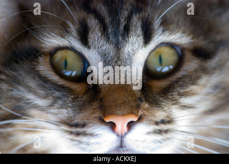 Close up of cat s eyes Stock Photo
