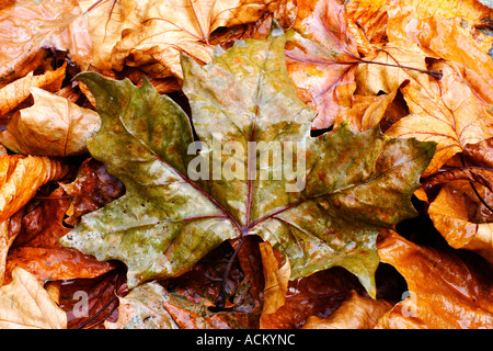 Wet autumn leaves with central leaf Stock Photo