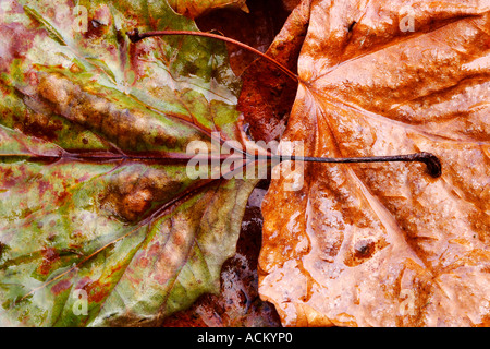 Detail of wet autumn leaves Stock Photo