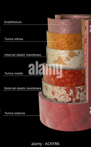 The arterial wall Stock Photo - Alamy