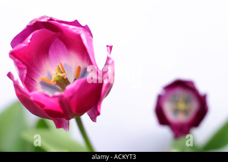 Two purple tulips against a white background with green leaves. Focus is on the tulip in the foreground. Stock Photo