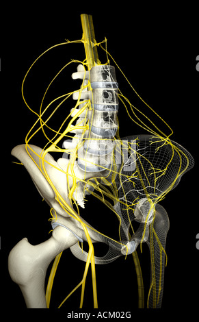 Nerve supply of the pelvis Stock Photo