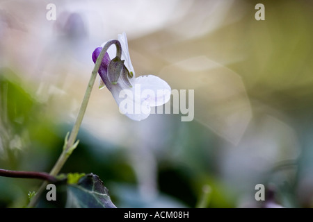 Viola odorata. Sweet violet in an English woodland Stock Photo