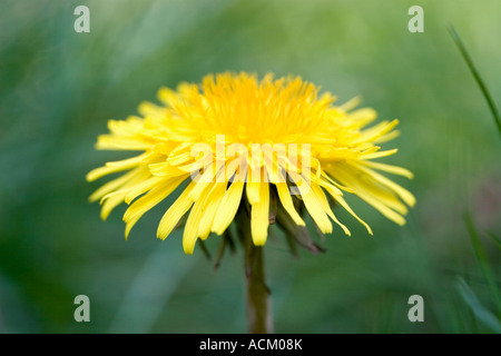 Taraxacum officinale. Common dandelion Stock Photo