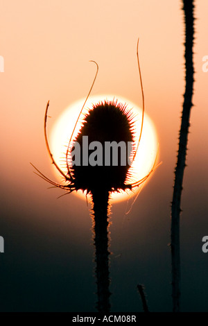 Close up silhouette of a teasel plant flower head infront of a rising sun in the English countryside Stock Photo