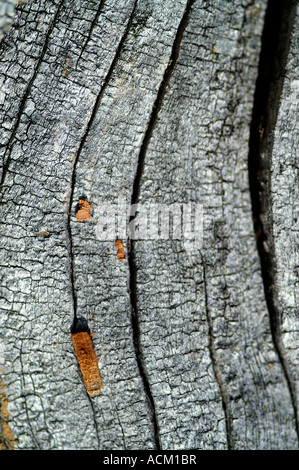 Cracks on rotten dry wood bark surface and orange sliver Stock Photo