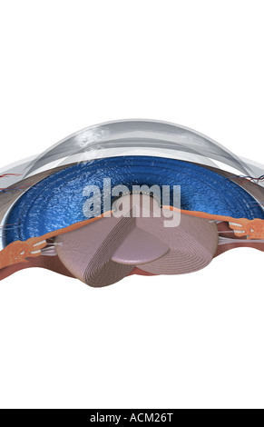 Sectional anatomy of the eye Stock Photo