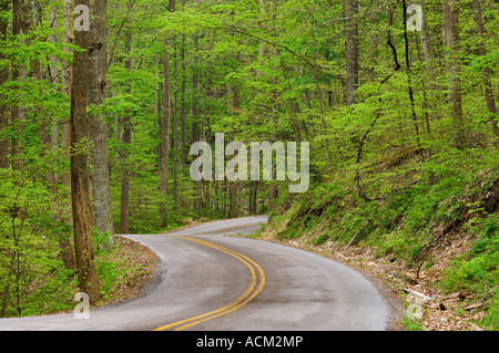 Winding Road Through Forest with New Spring Leaves in the Daniel Boone National Forest in Kentucky Stock Photo
