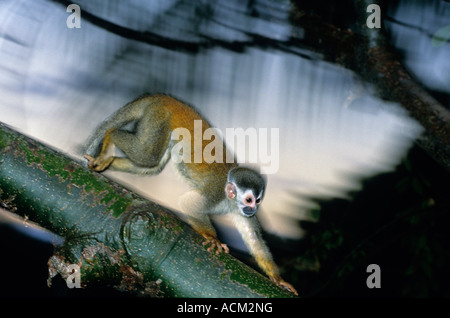 Costa Rica, Osa Peninsula, Corcovado National Park, Endangered Central American squirrel monkey (Saimiri oerstedii) Stock Photo