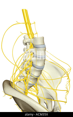 Nerve supply of the pelvis Stock Photo - Alamy