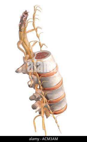 The spinal cord Stock Photo