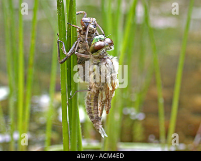 The birth of a dragonfly Aeschna cyanea Stock Photo