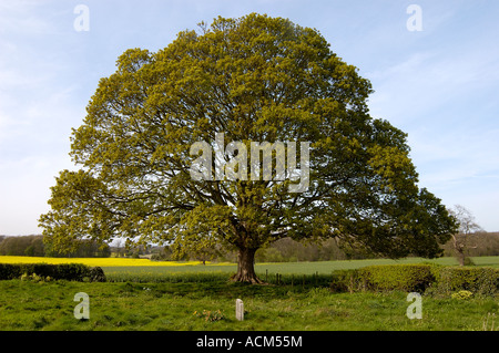 Solitary English Oak tree in the landscape Stock Photo - Alamy