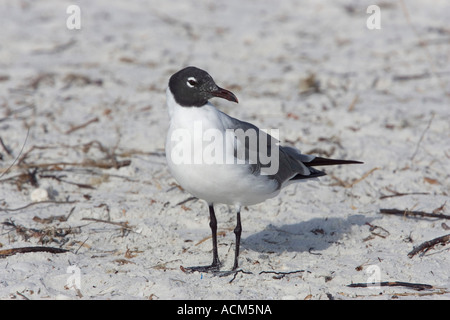 Laughing Gull Larus atricilla adult gull florida beach Stock Photo